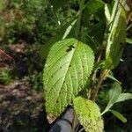 Stachytarpheta mutabilis Leaf