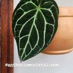 Anthurium crystallinum Hoja