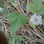 Passiflora foetida Blad