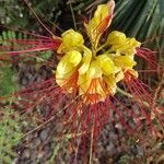 Erythrostemon gilliesii Virág