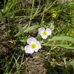 Baldellia ranunculoides Habitat