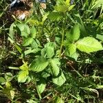 Rubus armeniacusBlad