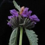 Phlomoides bracteosa