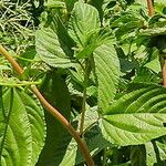 Corchorus olitorius Leaf