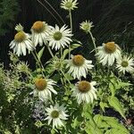 Echinacea pallida Alkat (teljes növény)