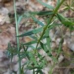 Galium boreale Leaf