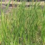 Typha domingensis Агульны выгляд