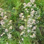 Symphyotrichum × salignum Habit