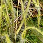 Hieracium villosum Bark