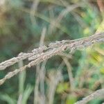 Paspalum urvillei Fruit