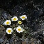 Erigeron compositus Hábito