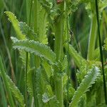 Pedicularis crenulata Кора