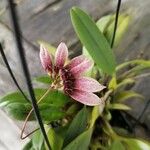 Bulbophyllum longiflorum Blüte