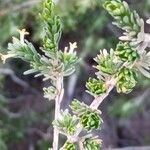 Thymelaea argentata Flor