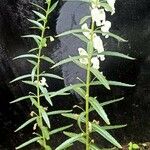 Angelonia biflora Leaf