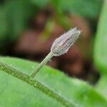 Myosotis sylvatica ഫലം