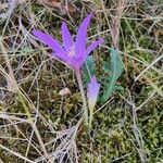 Colchicum autumnaleКветка