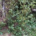 Ilex meserveae Natur