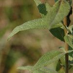 Brickellia eupatorioides List