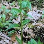 Mercurialis perennis Hábito