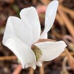 Cyclamen