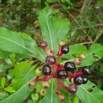 Rauvolfia serpentina Fruit