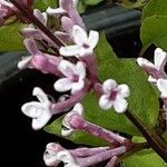 Syringa pubescens Blomma