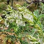Astragalus racemosus Kukka