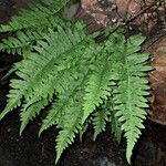 Polypodium californicum Hoja