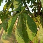 Ricinodendron heudelotii Folha