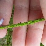 Verbena simplex Lapas