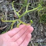 Drosera binata পাতা