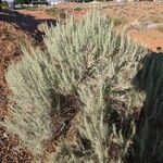 Artemisia filifolia عادت