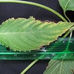 Klaprothia fasciculata Leaf