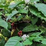 Coffea canephora पत्ता