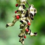 Adenanthera pavonina Fruit