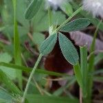 Trifolium arvense Feuille