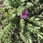 Cirsium acaulon Habitat