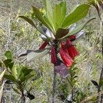 Thiollierea macrophylla 花