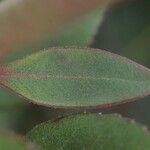 Arbutus xalapensis Leaf