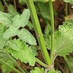 Nepeta × faassenii Coajă