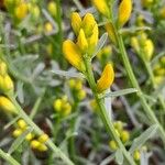 Genista lydia Other