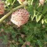 Glycyrrhiza echinata Flower