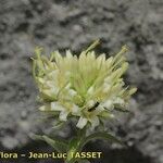 Campanula petraea 花