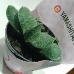 Gasteria pillansii Leaf