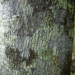 Diospyros yaouhensis 樹皮