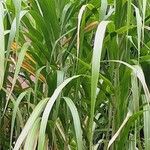 Miscanthus × longiberbis Leaf