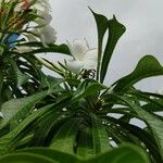 Plumeria pudica Λουλούδι