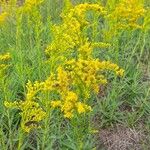 Solidago chilensis Other