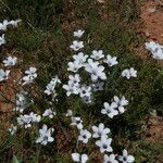 Linum tenuifolium Natur